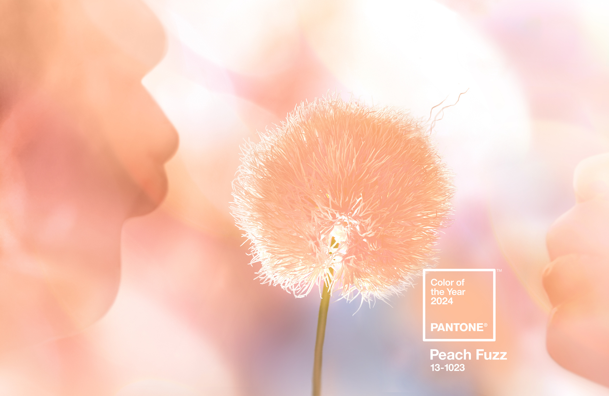 Pantone 2024 : une année pleine de douceur avec la couleur Peach Fuzz !